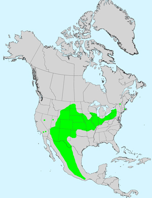 North America species range map for Fetid Marigold, Dyssodia papposa: Click image for full size map.